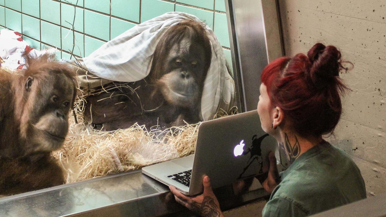 Videodating gibt es jetzt auch für Orang-Utans. (Foto: Harald Knitter/Wilhelma/dpa)