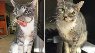 Linkes Bild: Katze mit Tumor im Maul, rechts: Katze guckt neugierig in die Kamera