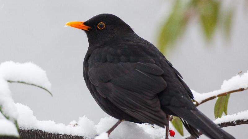 Amsel sitzt auf dem schneebedeckten Ast