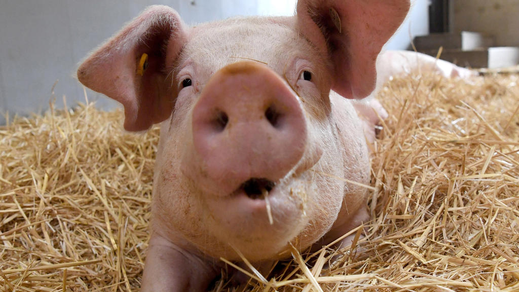 ARCHIV - Ein Schwein liegt am 17.06.2016 in einem Schweinestall der Versuchsstation Agrarwissenschaften der Universität Hohenheim in Eningen unter Achalm (Baden-Württemberg) auf Stroh. (zu dpa «Was bringt das staatliche Tierwohl-Label?» vom 19.01.201