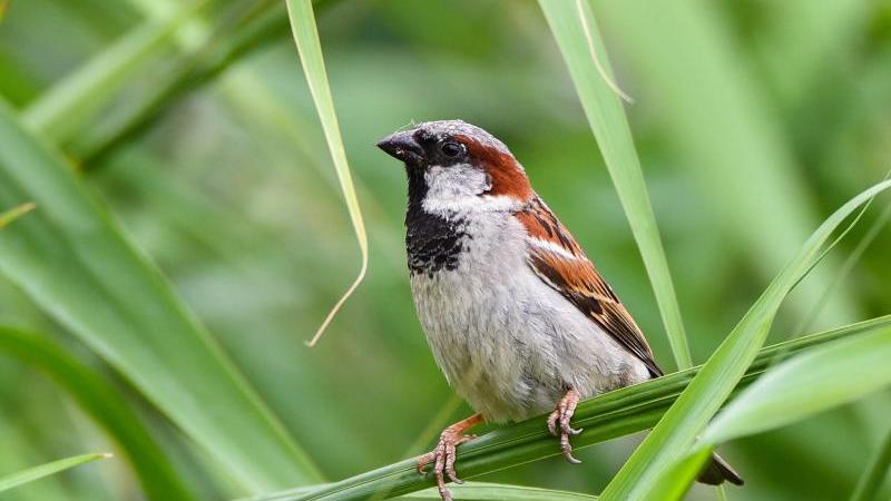 Diese Vögel gibt es in fast jedem Garten