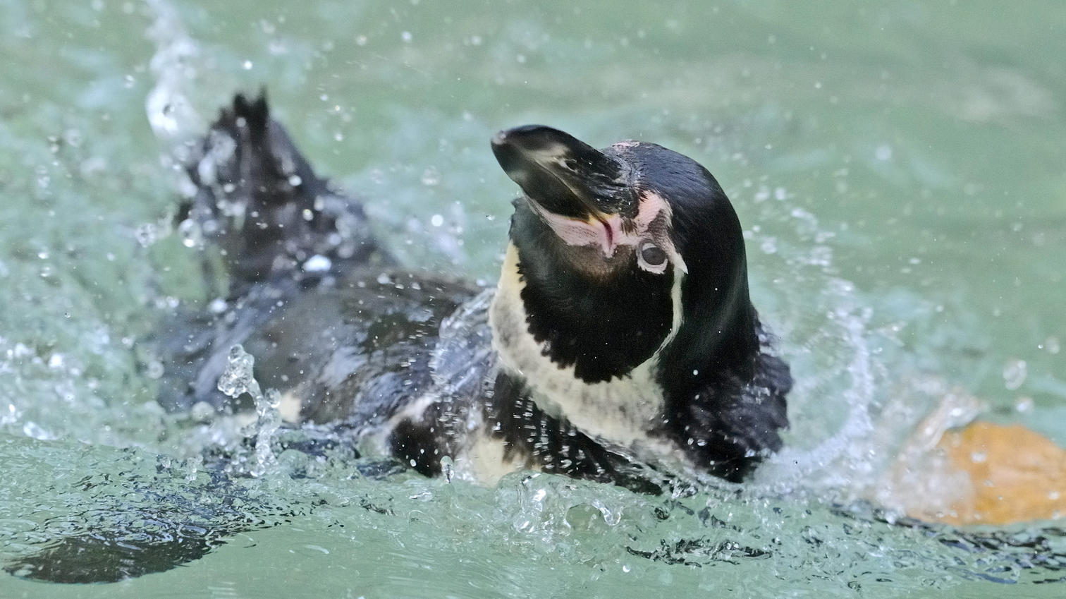 Ein Humboldt-Pinguin schwimmt am 13.10.2008 in seinem Gehege im Luisenpark in Mannheim (Baden-Württemberg). Der Humboldt-Pinguin ist eine von den weltweit insgesamt 17 Pinguinarten. Er gehört zusammen mit Galapagos-, Magellan- und Brillenpinguin der 