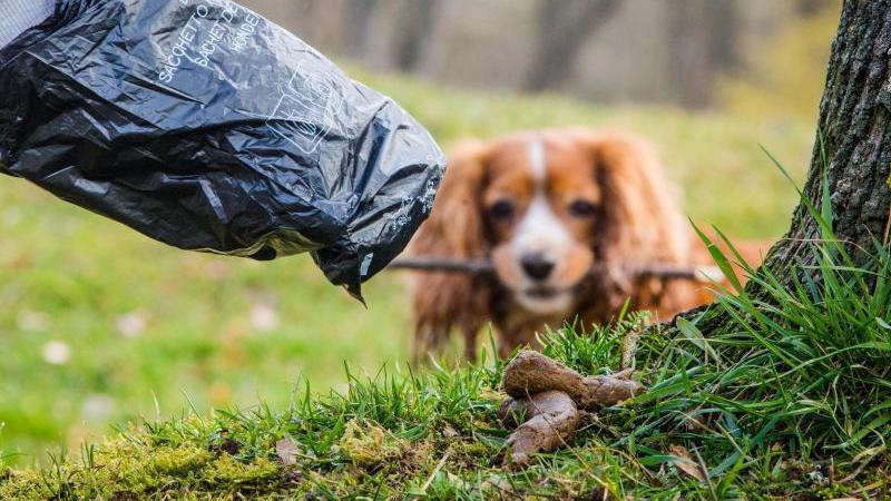 Ein Mann greift mit einem Beutel nach Hundekot