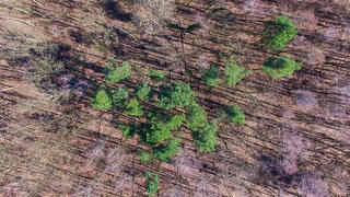 Das Luftbild einer Drohne zeigt am 28.03.2017 ein paar grüne Kiefern zwischen noch kahlen Laubbäumen in einem Waldgebiet nahe Treplin im Landkreis Märkisch-Oderland (Brandenburg). Die Trockenheit sorgt für anhaltende Waldbrandgefahr in Brandenburg. In allen Landkreisen gilt für Dienstag - wie bereits am Wochenende- die Stufe drei (mittlere Gefahr). Das teilte das Umweltministerium am Montag in Potsdam mit. Foto: Patrick Pleul/dpa-Zentralbild/dpa +++(c) dpa - Bildfunk+++