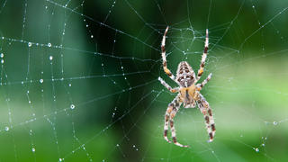 Viele Menschen fürchten sich vor Spinnen