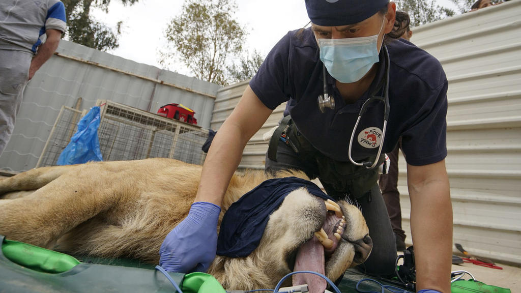 Ein Mitarbeiter der Tierschutzorganisation 'Vier Pfoten' untersuchte den letzten überlebenden Löwen des Zoos Montazah Al-Morour in Mossul (Irak).