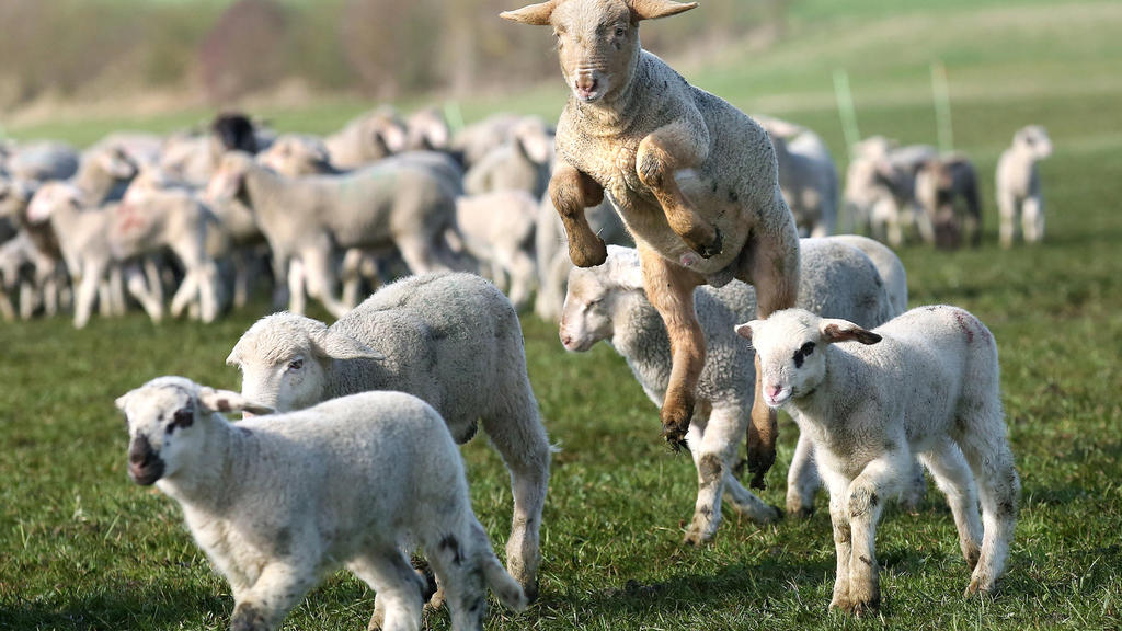 Ein Lämmchen springt am 30.03.2017 auf einer Weide bei Bechingen (Baden-Württemberg) in die Luft. Foto: Thomas Warnack/dpa +++(c) dpa - Bildfunk+++