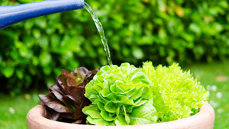 Dachwasser zu speichern, kann bei der klimaneutralen Bewässerung des Gartens helfen.