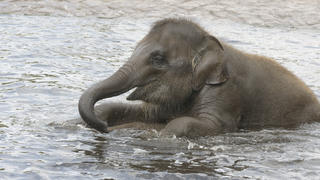 Babyelefant im Wasser