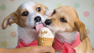 A couple of puppies eat their first ice cream cone.