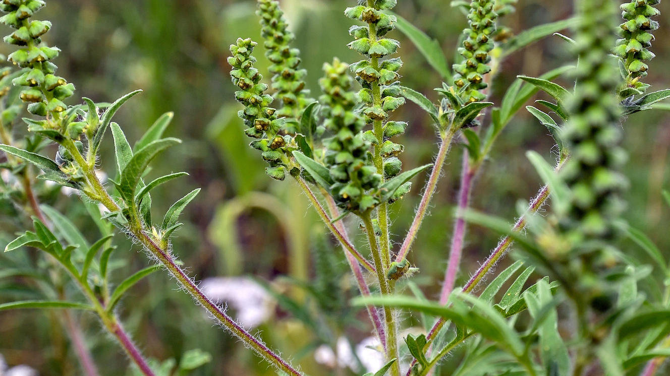 Beifuß-Ambrosiapflanze