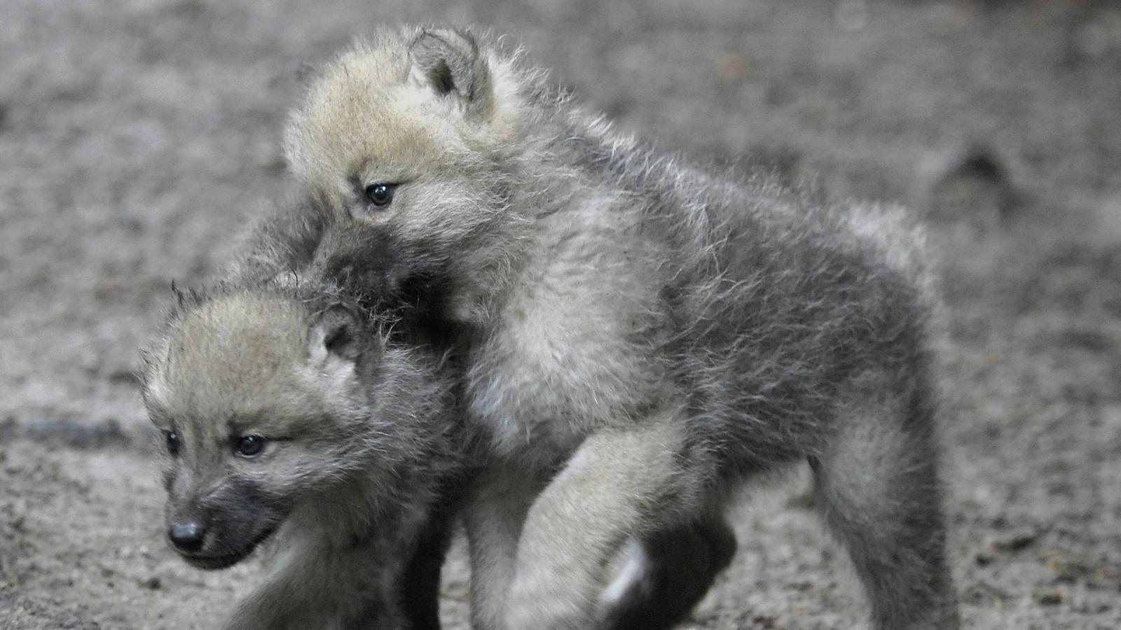 Wolfswelpen Im Bayerischen Wald Erster Nachwuchs Seit 150 Jahren