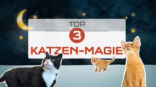 Top 3 Katzen-Magie