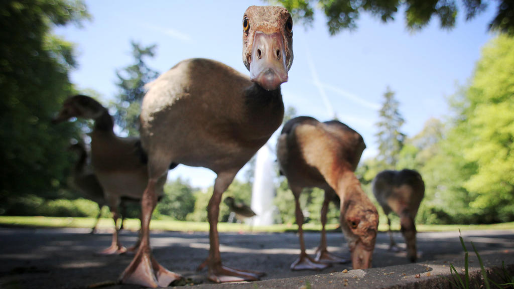 ARCHIV - Bei strahlendem Sonnenschein futtern am 24.07.2012 im Kurpark in Bad Schwalbach afrikanische Nilgänse Brotkrumen. (zu dpa «Frankfurt gibt Nilgänse zum Abschuss frei - Protest der Tierschützer» vom 16.08.2017) Foto: Fredrik Von Erichsen/dpa +