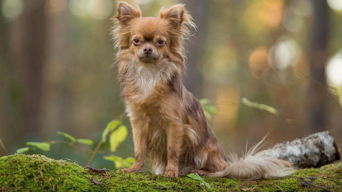 Brauner langhaariger Chihuahua sitzt im Wald