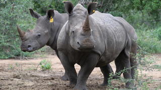 ARCHIV - ILLUSTRATION - Zwei Breitmaulnashörner (Ceratotherium simum) stehen am 20.02.2017 im Phinda Naturschutzreservat (Südafrika) in einem Gehege. (zu dpa "Gericht lässt Handel mit Rhinozeros-Hörnern in Südafrika zu" vom 05.04.2017) Foto: Kristin Palitza/dpa +++(c) dpa - Bildfunk+++