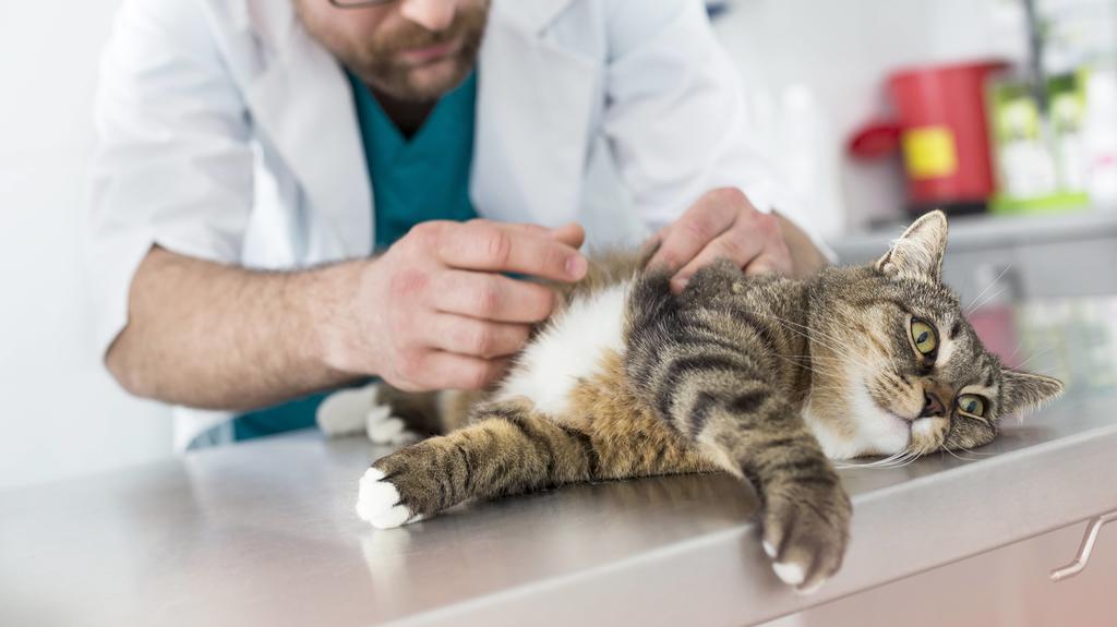 Tierarzt untersucht Katze