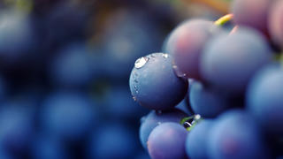 close-up of red grapes on a vineyard, selective focus in the center