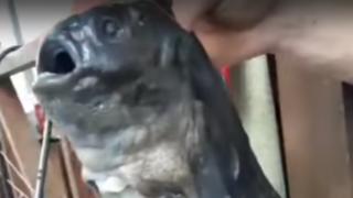 Fisch aus Russland