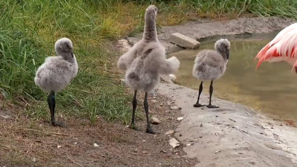 Flauschige Flamingo Babys