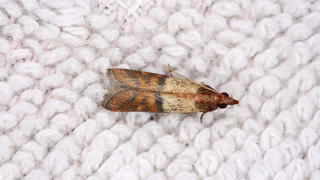 A closeup photo of a clothing moth (Tineola bisselliella).