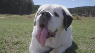 Das acht Jahre alte Tier aus dem US-Bundestaat South Dakota hat die längste Hundezunge der Welt.