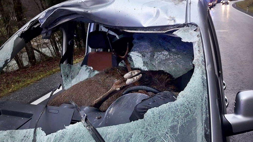 Ein toter Hirsch liegt am 14.11.2017 auf den vorderen Sitzen eines Fahrzeugs in Kössen (Tirol, Österreich). Das Tier war auf die Fahrbahn gelaufen und hatte die Windschutzscheibe durchschlagen. Der 47-jährige Fahrer und sein 15-jähriger Sohn aus Baye