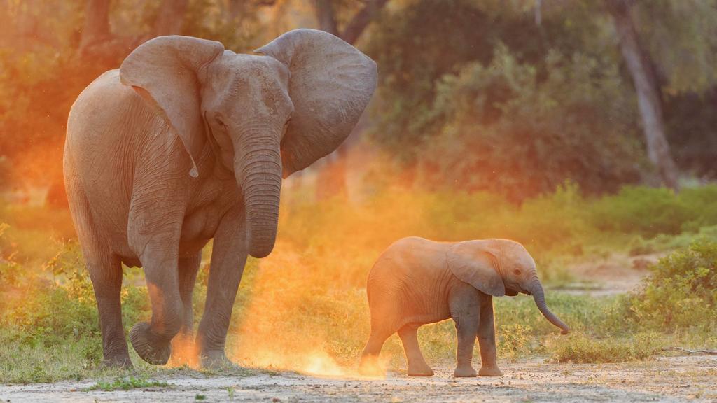 Africa, Zimbabwe, Mana Pools National Park, cow elephant with baby elephant PUBLICATIONxINxGERxSUIxAUTxHUNxONLY FOF008234