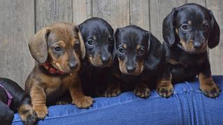 Kurzhaardackel, Kurzhaar-Dackel, Kurzhaarteckel, Kurzhaar-Teckel, Teckel, Dachshund (Canis lupus f. familiaris), vier Dackelwelpen schauen ueber ein Bein, Deutschland | Short-haired Dachshund, Short-haired sausage dog, domestic dog (Canis lupus f. familiaris), four dachshund puppies looking over a leg, Germany | Verwendung weltweit