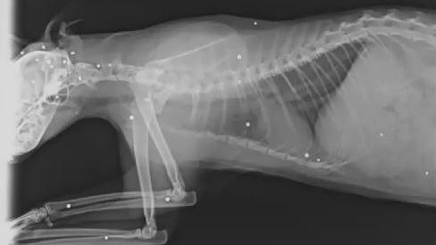 Röntgenbild eines Katers, auf dem die Kugeln einer Schrotflinte als weiße Punkte zu erkennen sind.