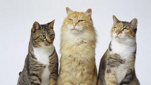 Es gibt viele verschiedene Katzen