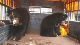 Dramatische Rettung: Tanzbären in Nepal wurden endlich befreit
