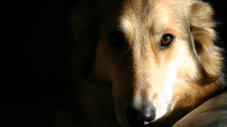 Qualvoller Tod: Hund verbrennt bei lebendigem Leib