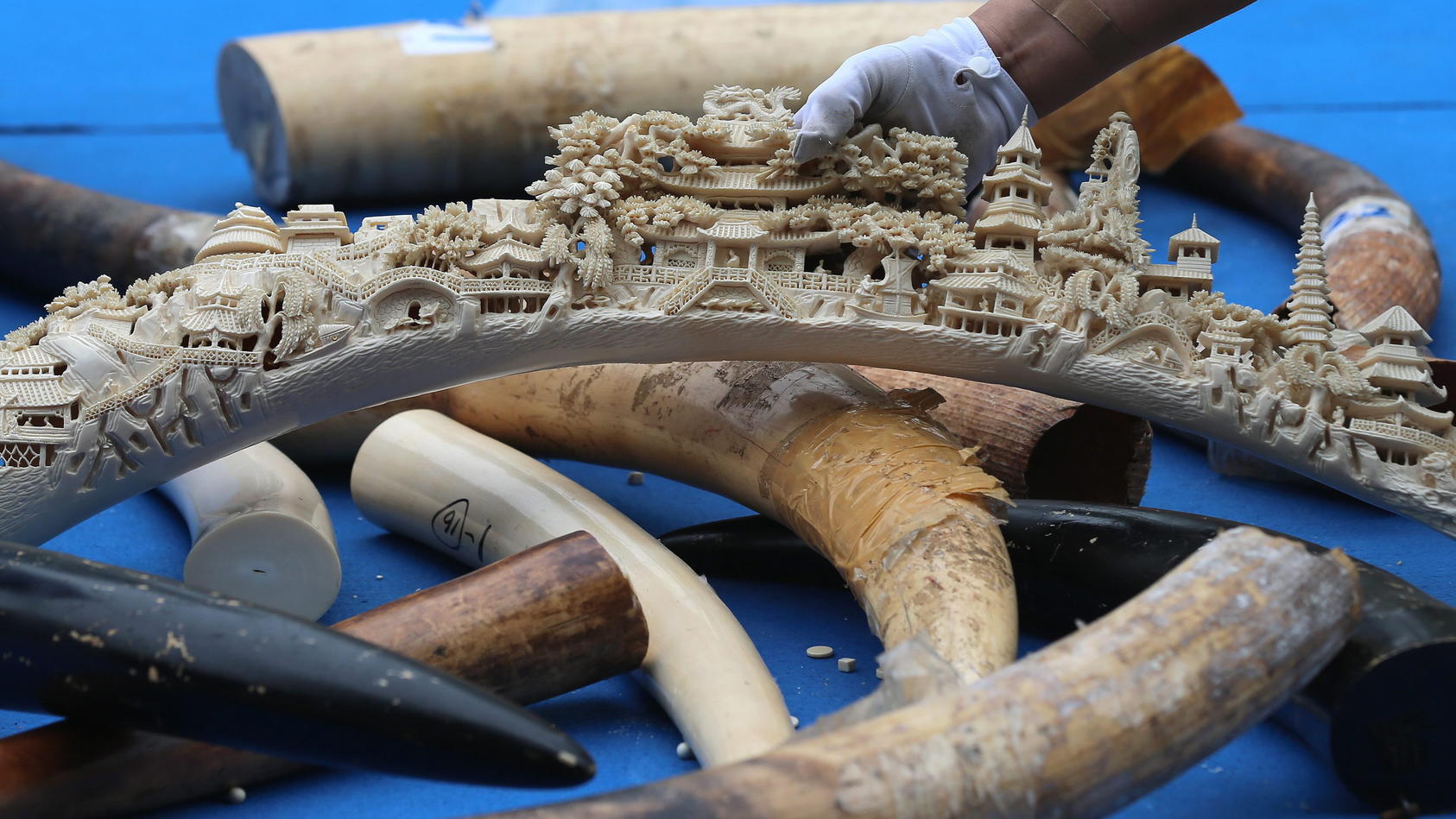 ARCHIV - Beschlagnahmtes Elfenbein und Gegenstände aus Elfenbein werde am 29.05.2015 in Peking präsentiert, bevor sie vernichtet werden. Ab Januar ist der Handel mit Elfenbein in China verboten. (zu "Elfenbeinverbot in China: «Es gibt noch große Hera