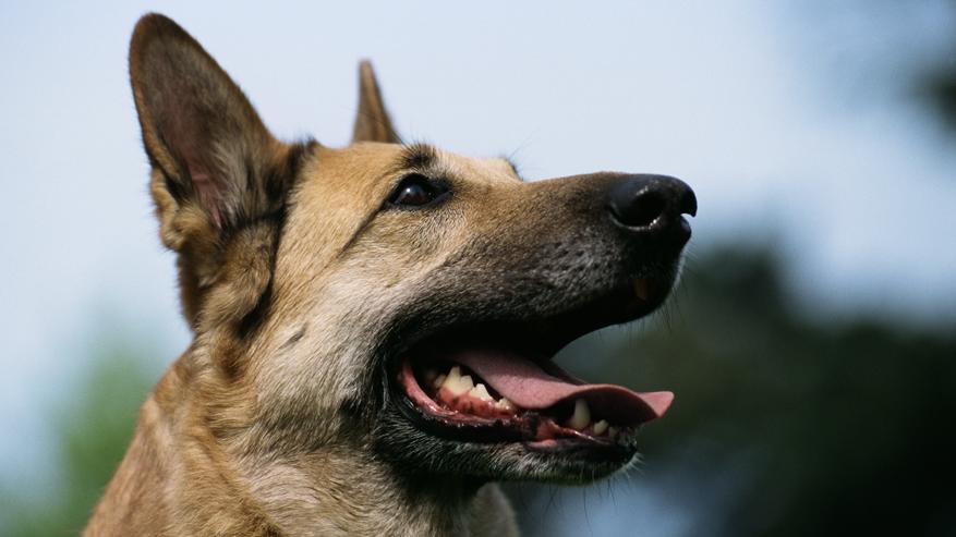 Ein Deutscher Schäferhund.