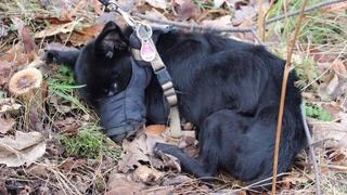 Ausgesetzt, Maul zugeklebt: Hund verendet grausam in Neubrandenburg.