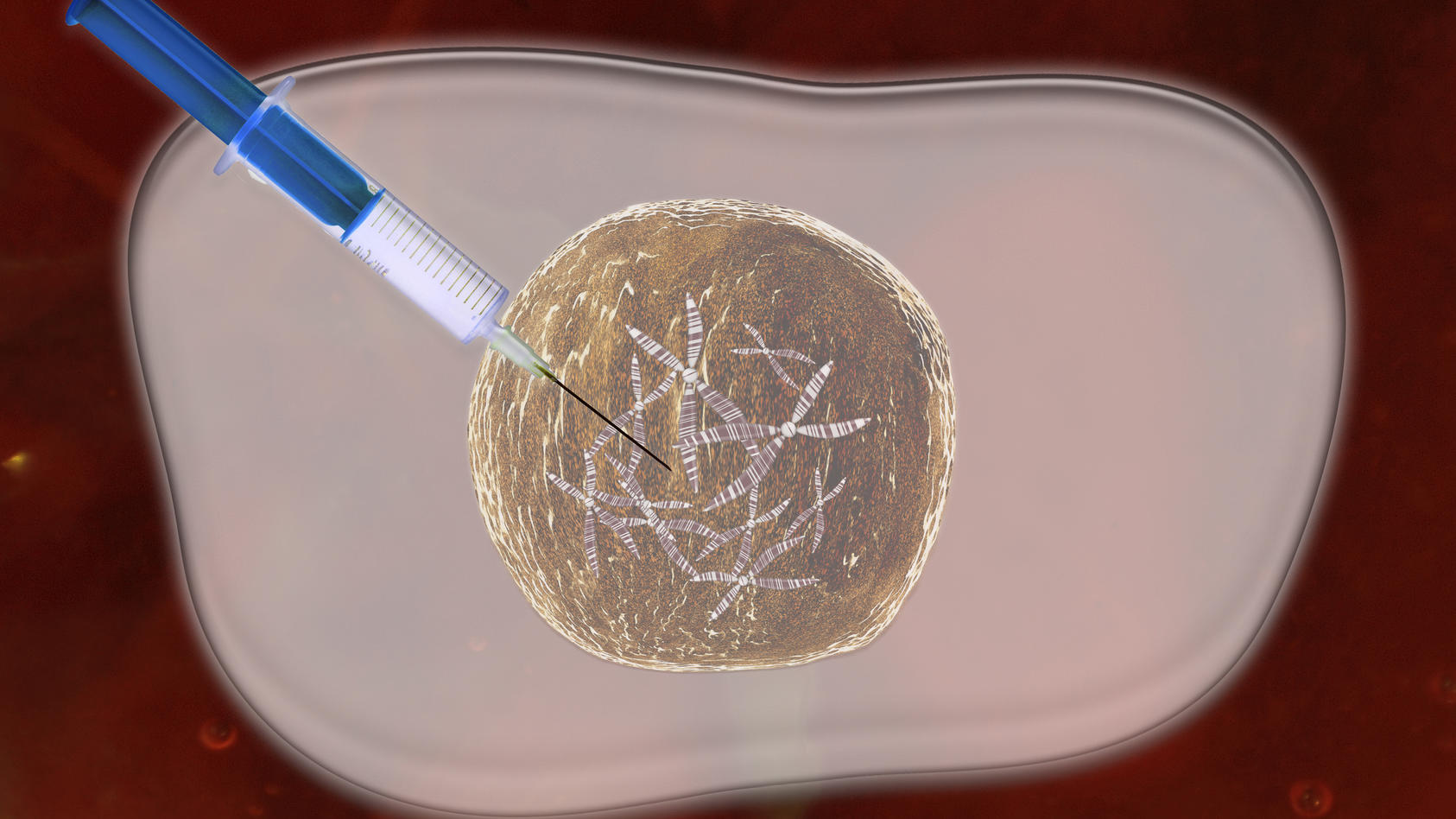 Schottische Forscher haben erstmals menschliche Eizellen außerhalb des Körpers zur Reife gebracht.