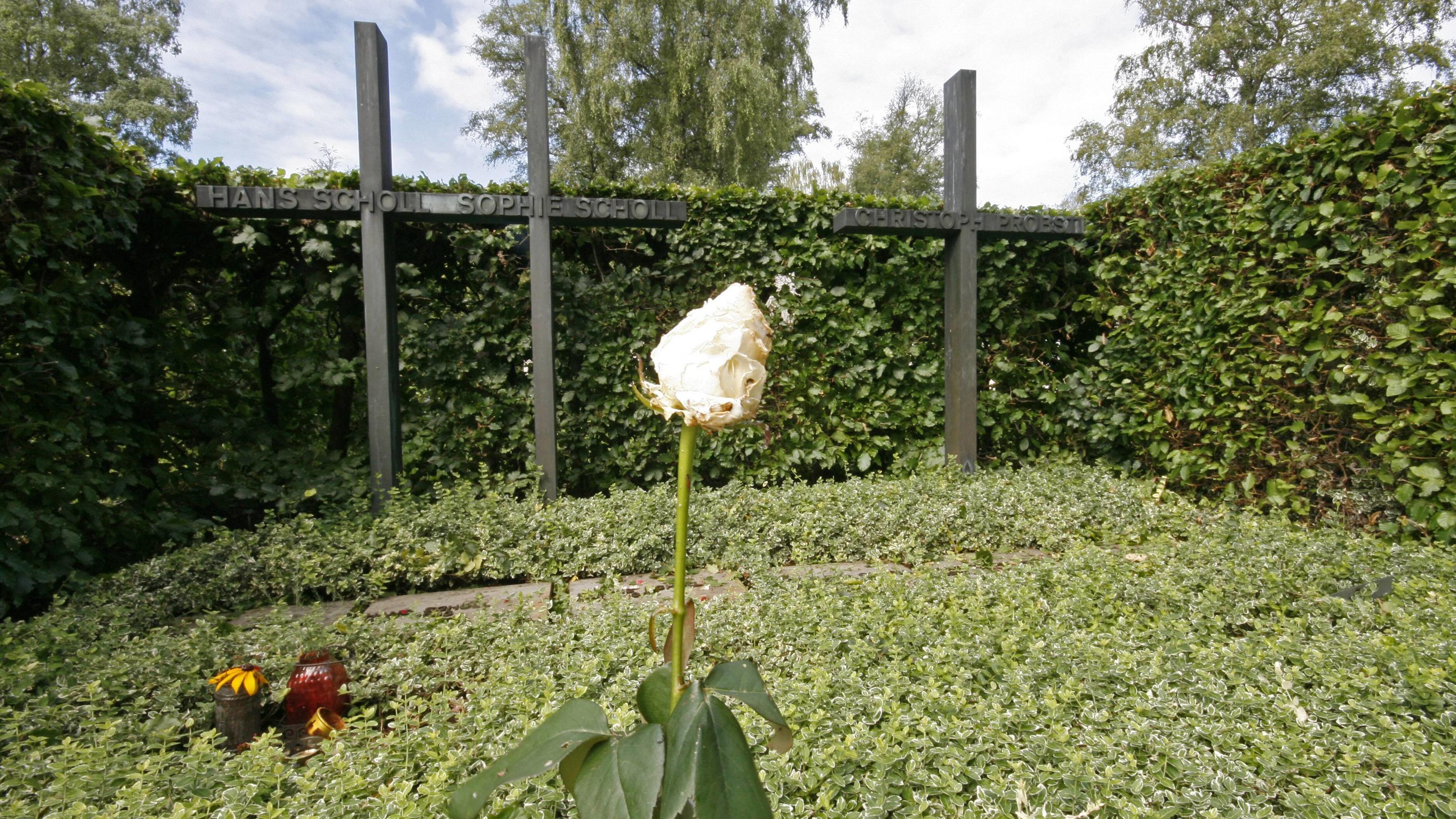 Weiße Rose vor den Gräbern von Hans und Sophie Scholl und Christoph Probst