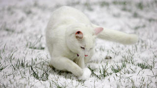 Sidney, the British Shorthair cat, celebrates his first birthday discovering snow for the first time in his garden in Walsall, after heavy snowfall accross large parts of the Midlands, Thursday 8th February 2007. EPA/SHAUN FELLOWS UK AND IRELAND OUT +++(c) dpa - Report+++