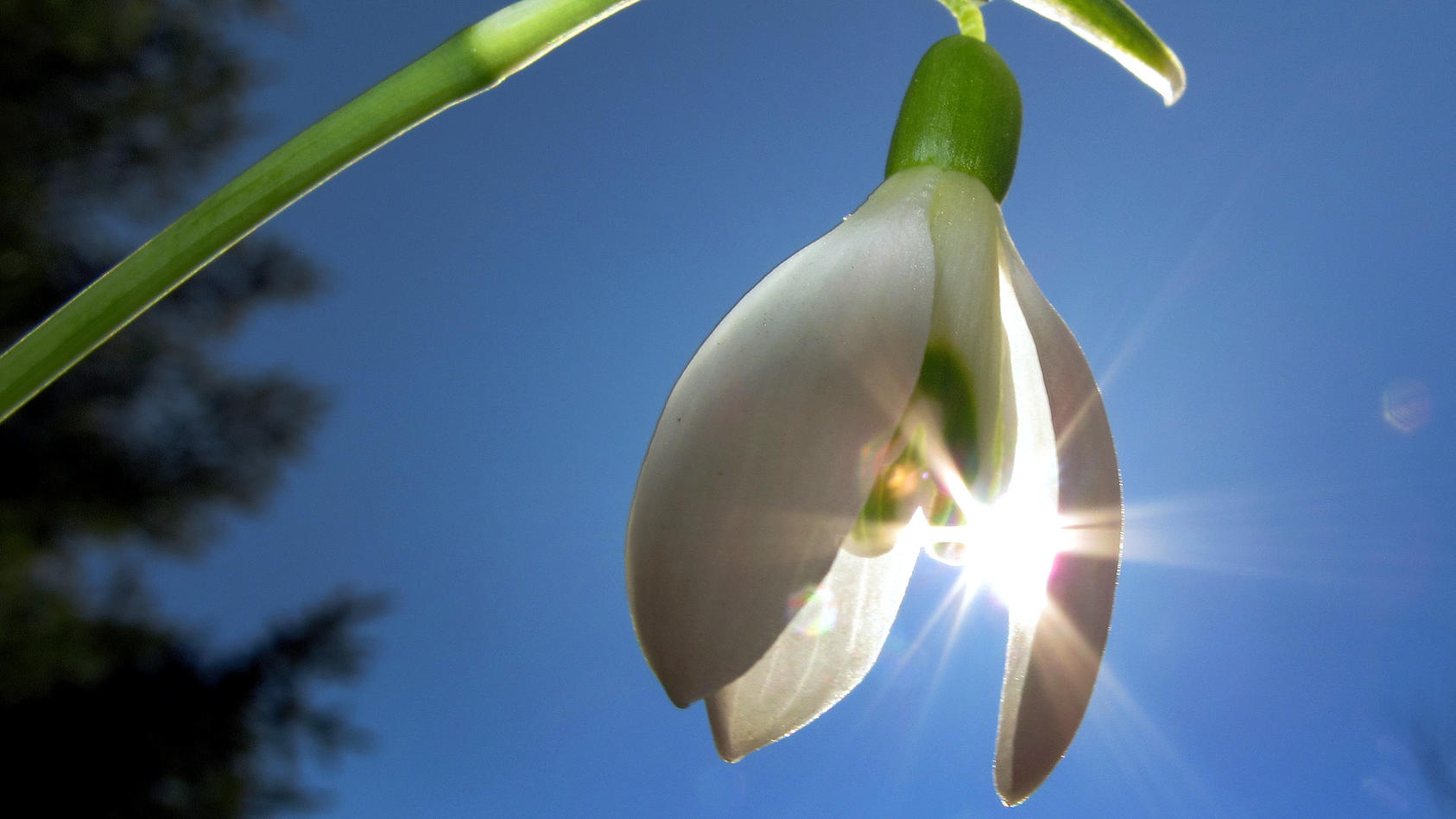 Ein Schneeglöckchen im Sonnenschein - Der Frühling kommt am Montag (13. März) nur kurz zum Vorschein. Bald könnte er den Winter aber ganz hinter sich lassen.