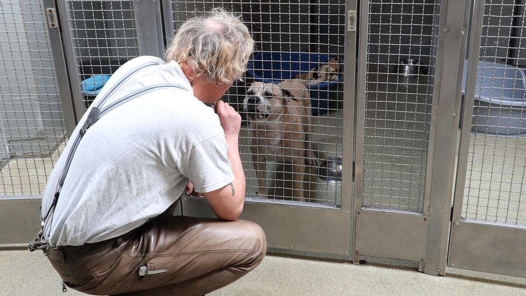 Chico im Tierheim Hannover vor dem Wesenstest