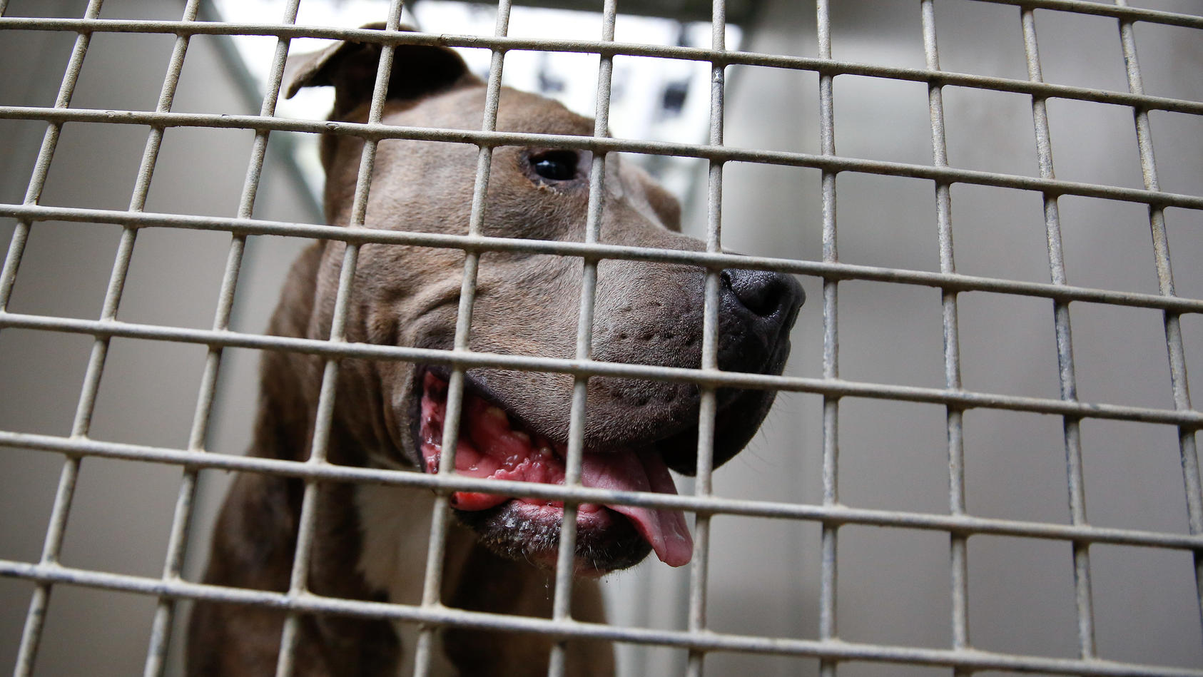 ARCHIV - 06.10.2013, Hamburg: Ein Staffordshire Bullterrier schaut durch die Gitterstäbe eines Tierheim-Zwingers. (zu dpa: «Innenministerium: Kampfhunde-Besitzer haben besondere Verantwortung» vom 06.04.2018) Foto: Axel Heimken/dpa +++ dpa-Bildfunk +