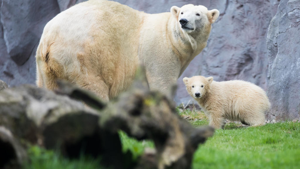 Zoo Gelsenkirchen: Eisbär-Baby Nanook verzaubert Fans