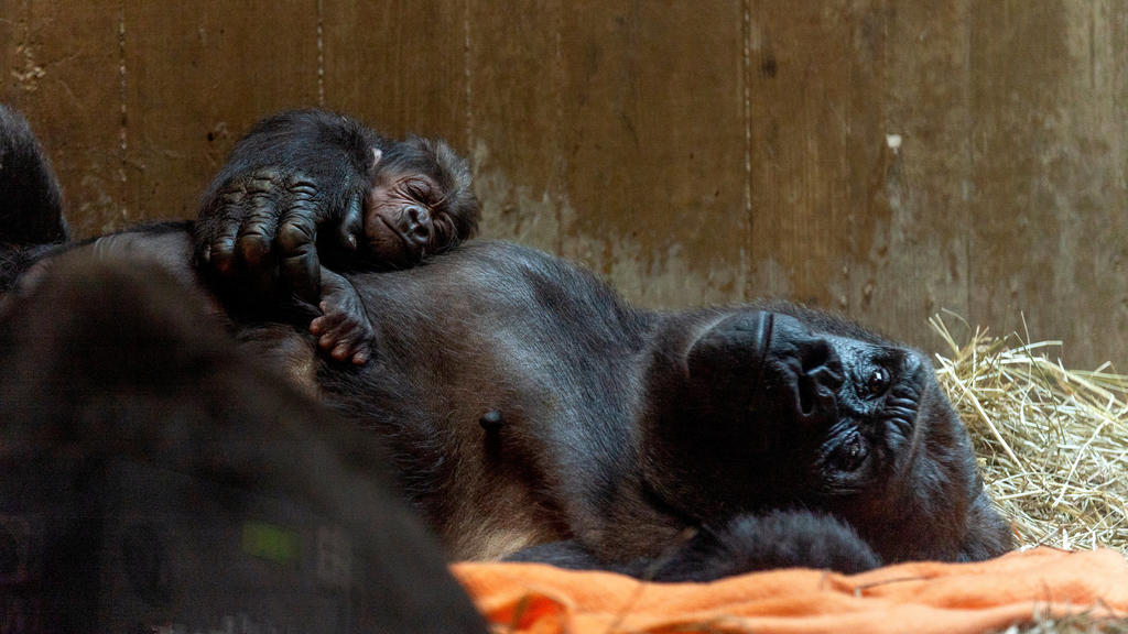Washington: Der neugeborene männliche Gorilla Moke mit seiner Mutter Calaya. 