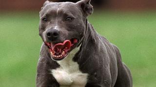 Pitbull