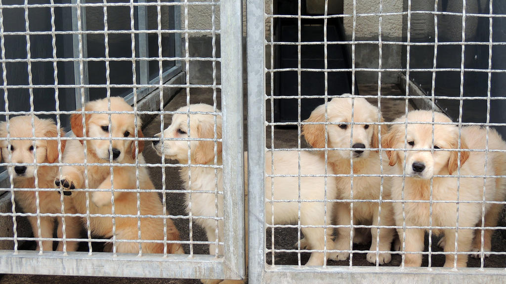 HANDOUT - 09.04.2018, Baden-Württemberg, Stuttgart: Hundewelpen stehen in einem Zwinger im Tierheim. Die Polizei hatte die Tiere in einem Transporter aus der Slowakei beschlagnahmt. (zu dpa: "Illegaler Welpenhandel" vom 23.04.2018. Foto: Marion Wünn/