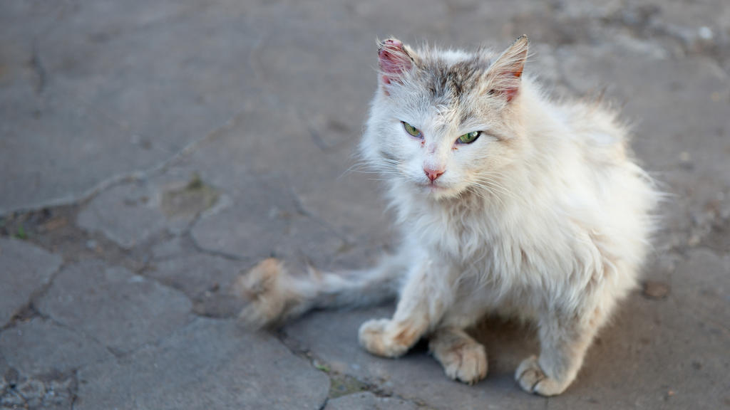 Verletzte Katze.