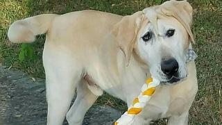 Hund Lucky mit deformiertem Gesicht.