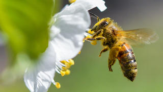 ARCHIV - 19.04.2018, Brandenburg, Markendorf: Eine Honigbiene ist im Anflug auf eine Süßkirschblüte auf einer Obstbaumplantage in Markendorf, einem Ortsteil von Frankfurt (Oder). Am 27.04 soll in Brüssel über ein Freilandverbot für einige bienenschädliche Insektengifte entschieden werden. Foto: Patrick Pleul/dpa-Zentralbild/dpa +++ dpa-Bildfunk +++