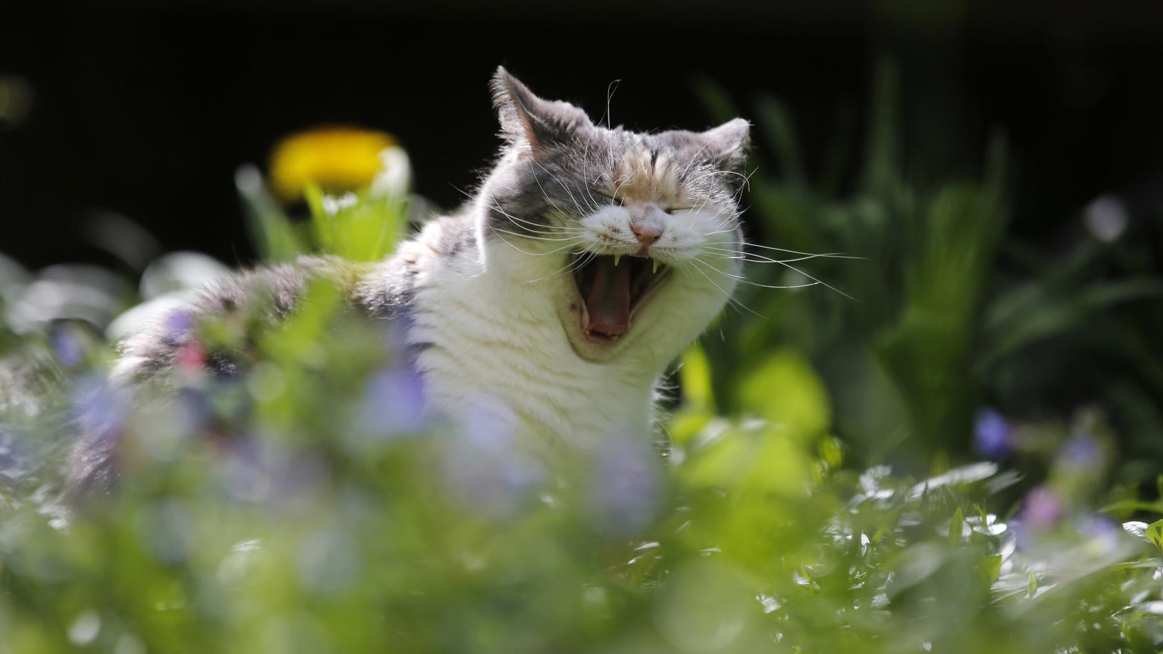 19.04.2018, Nordrhein-Westfalen, Dortmund: Eine Katze gähnt in einem Garten. Foto: Ina Fassbender/dpa +++ dpa-Bildfunk +++